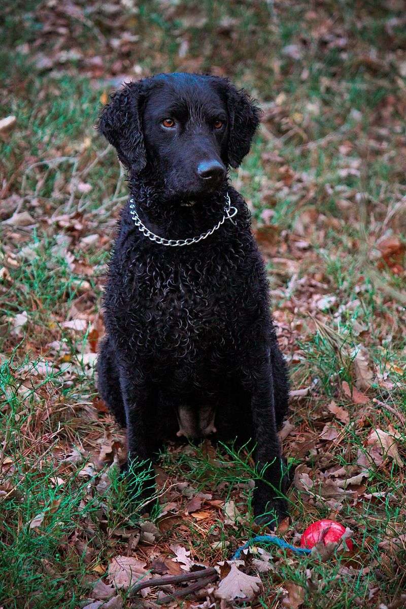 Curly-Coated Retriever