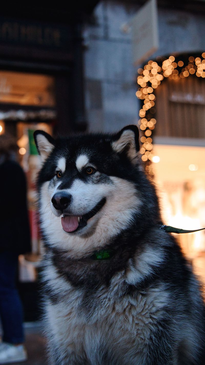 Training experience helps, but these dogs can still make owners question everything they know 5 Alaskan Malamute