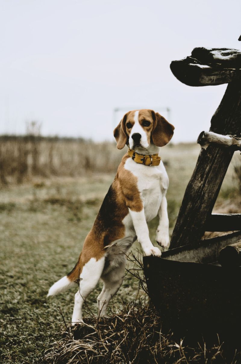 Not ready to spend retirement on the sofa? These dogs may happily keep moving with you 3 Beagle