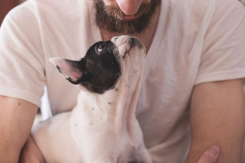 29 Small Dog Breeds That Form Especially Close Bonds with Their Owners 12 French Bulldog