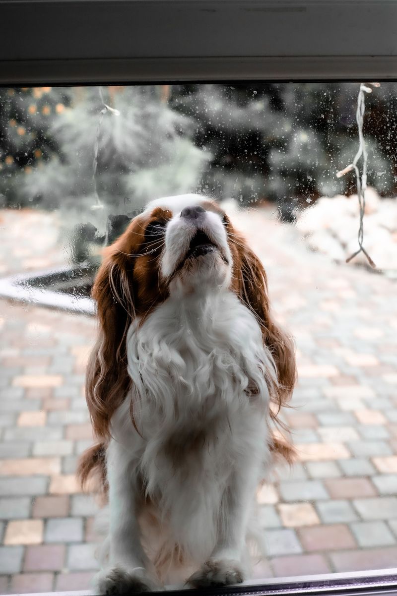 Cavalier King Charles Spaniel