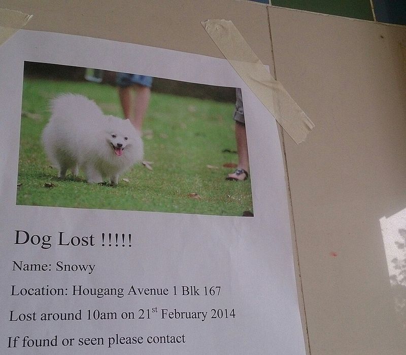 Create Clear Posters with Your Dog’s Photo and Description