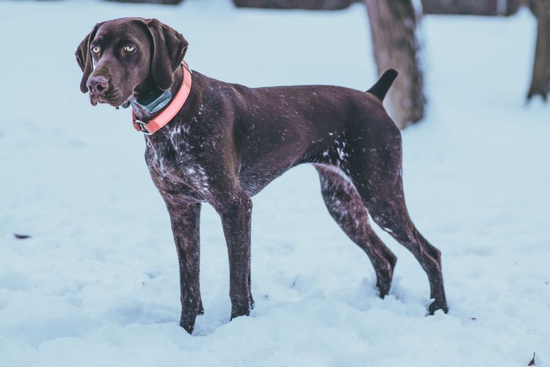 11 breeds that can make daily life more complicated - plus 2 that are often easier for beginners 10 German Shorthaired Pointer