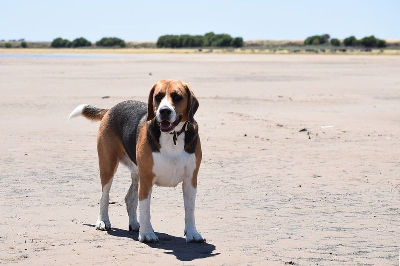 25 Dog Breeds Known for Their Independent or Stubborn Nature 9 Beagle