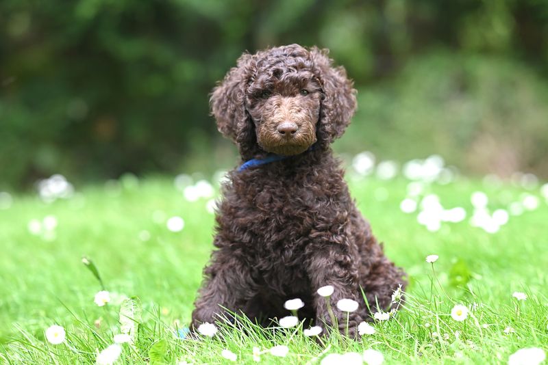 Standard Poodle