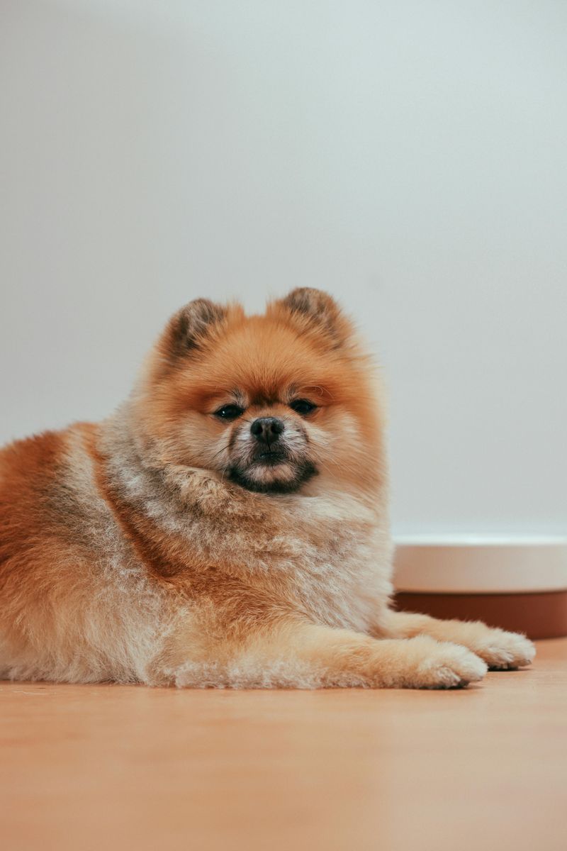 Pomeranian