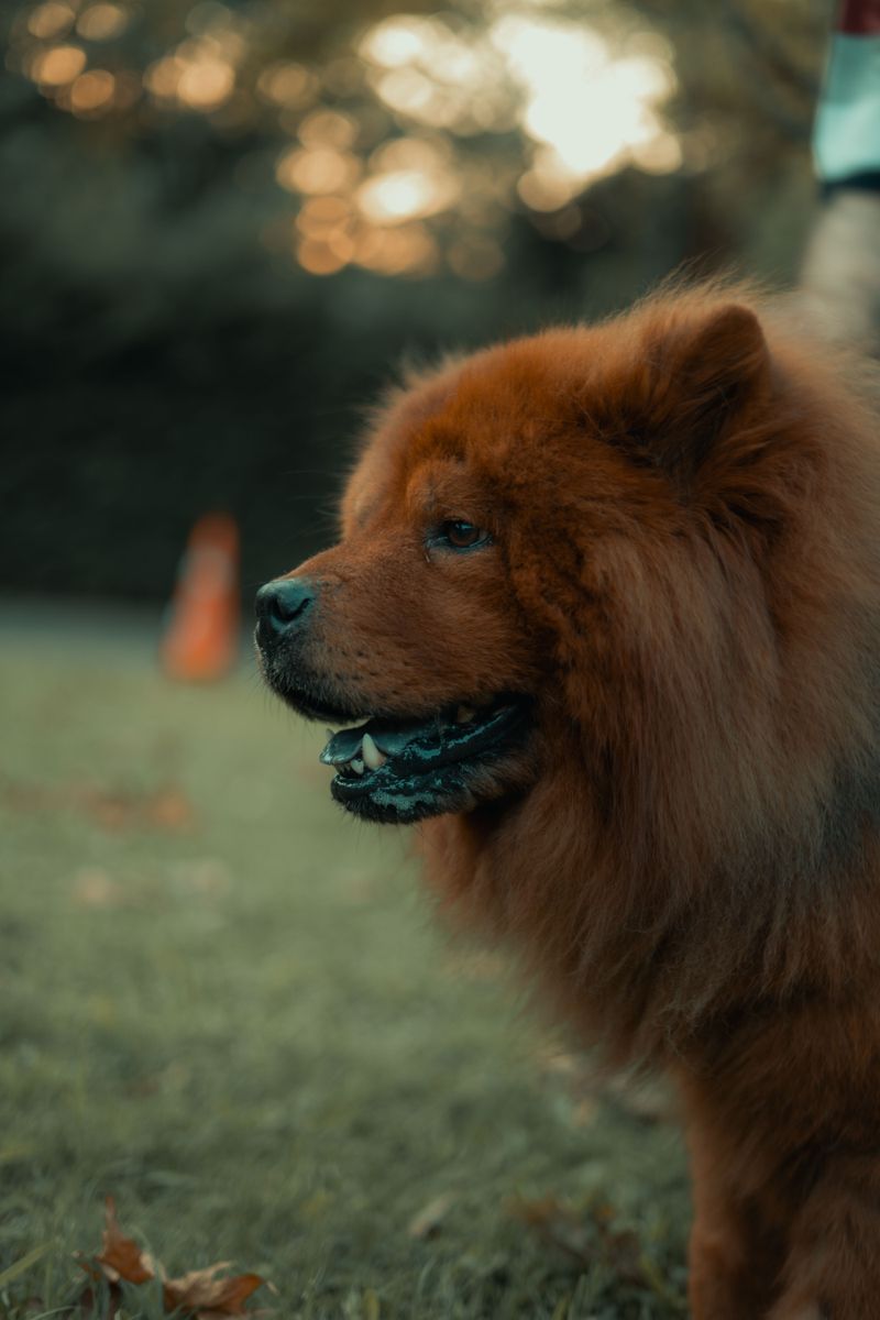 Warm day, short walk, no problem? These breeds can prove that assumption wrong surprisingly fast 11 Chow Chow