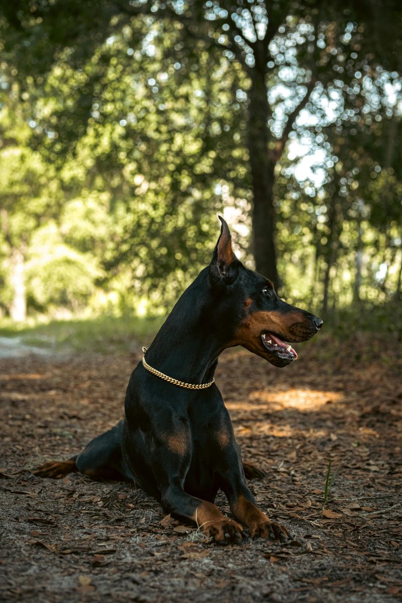 Doberman Pinscher