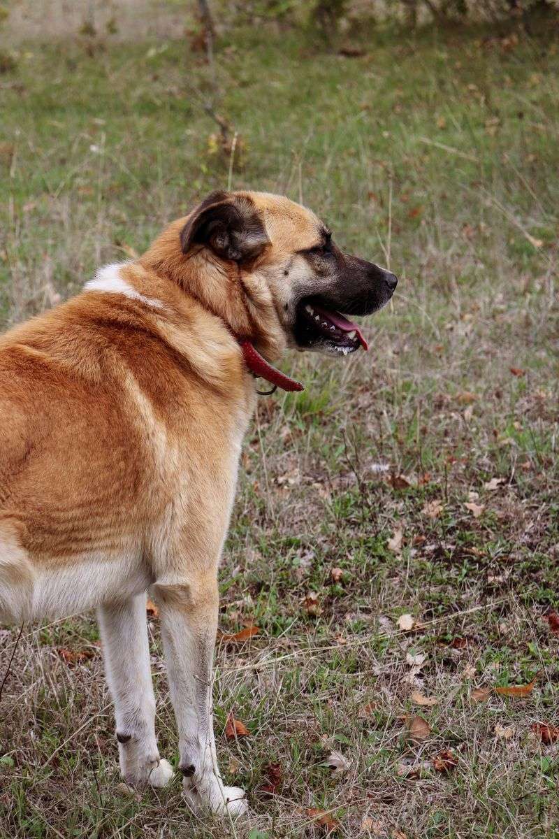 Looking for unwavering devotion? Start with these remarkable dog breeds 15 Anatolian Shepherd Dog