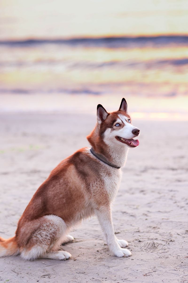 Siberian Husky 