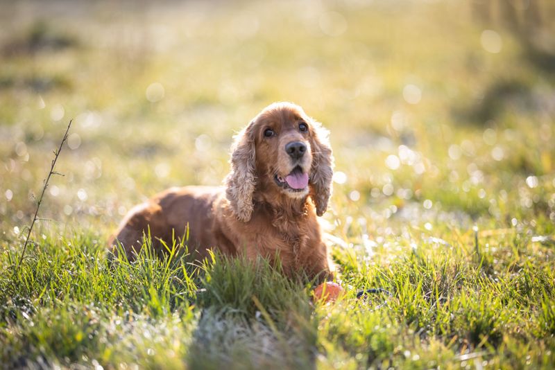 Life doesn't always follow a schedule - and these dog breeds seem perfectly fine with that 11 Cocker Spaniel
