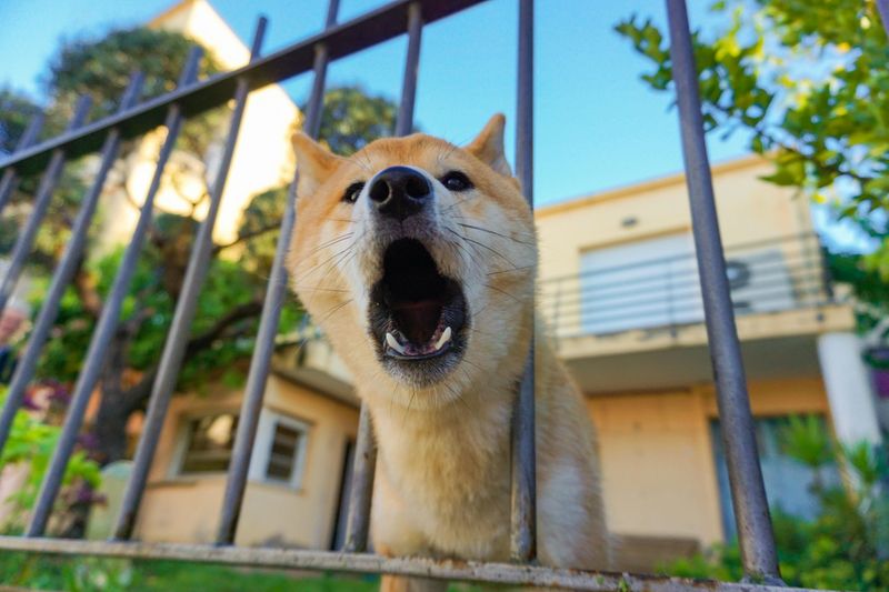Barking to Greet You