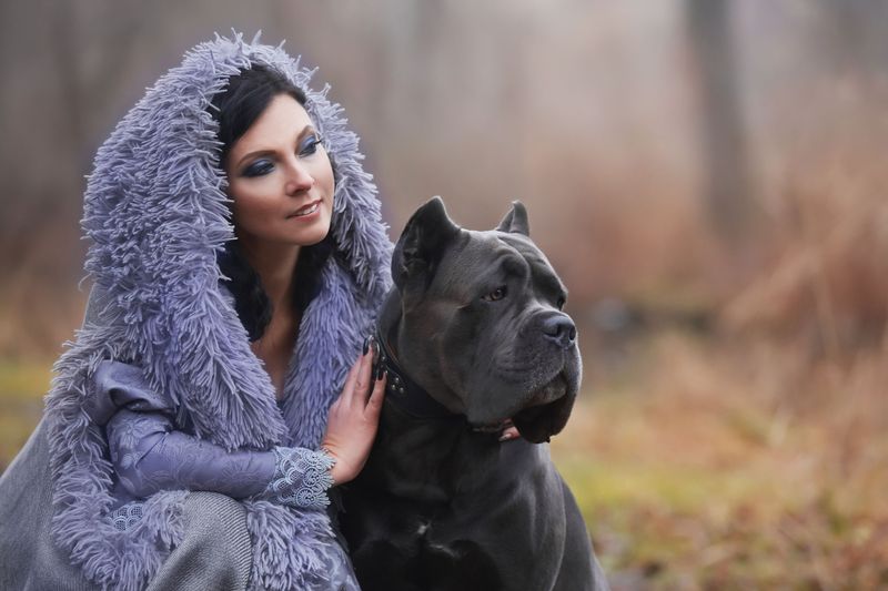 Cane Corso