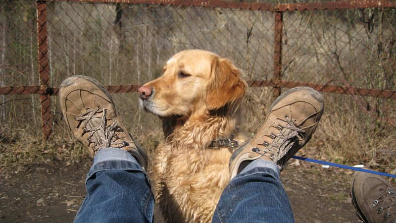 Loyal Companions