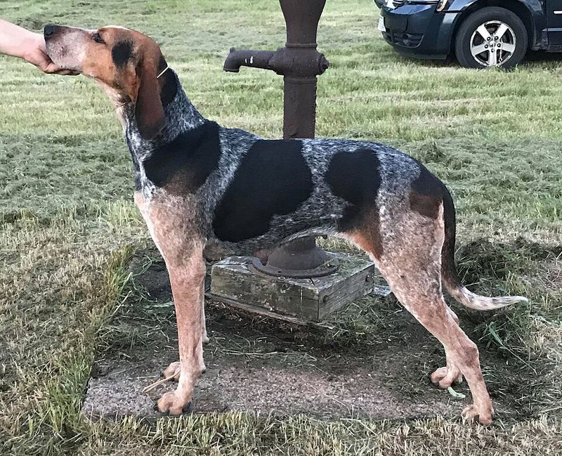 15 Dog Breeds That Rarely Get Adopted and Too Often End Up Growing Old in Shelters 11 Coonhound