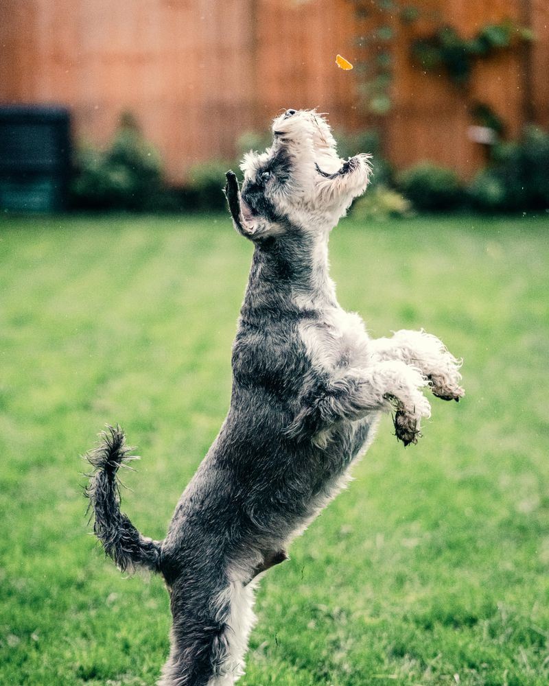 Miniature Schnauzer