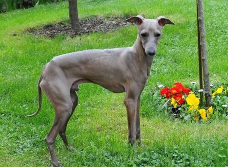 Italian Greyhound