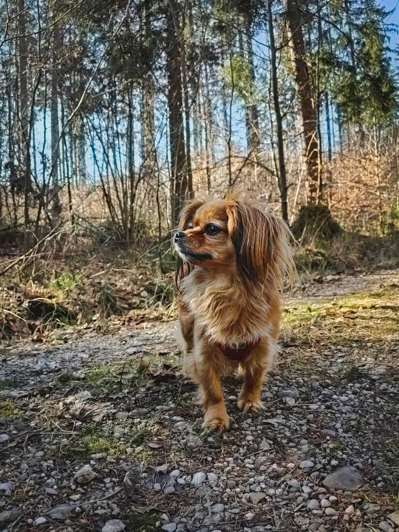 Tibetan Spaniel