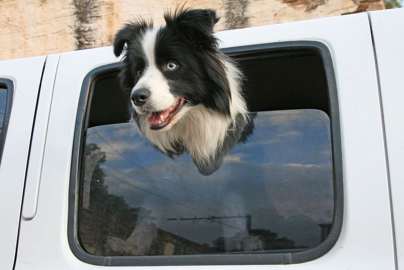 13 dog breeds that often struggle with car rides - plus 3 that absolutely love road trips 6 Border Collie