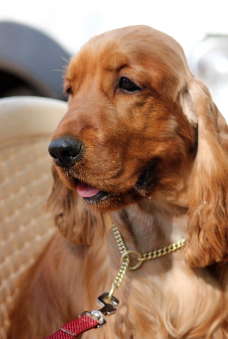 Cocker Spaniel