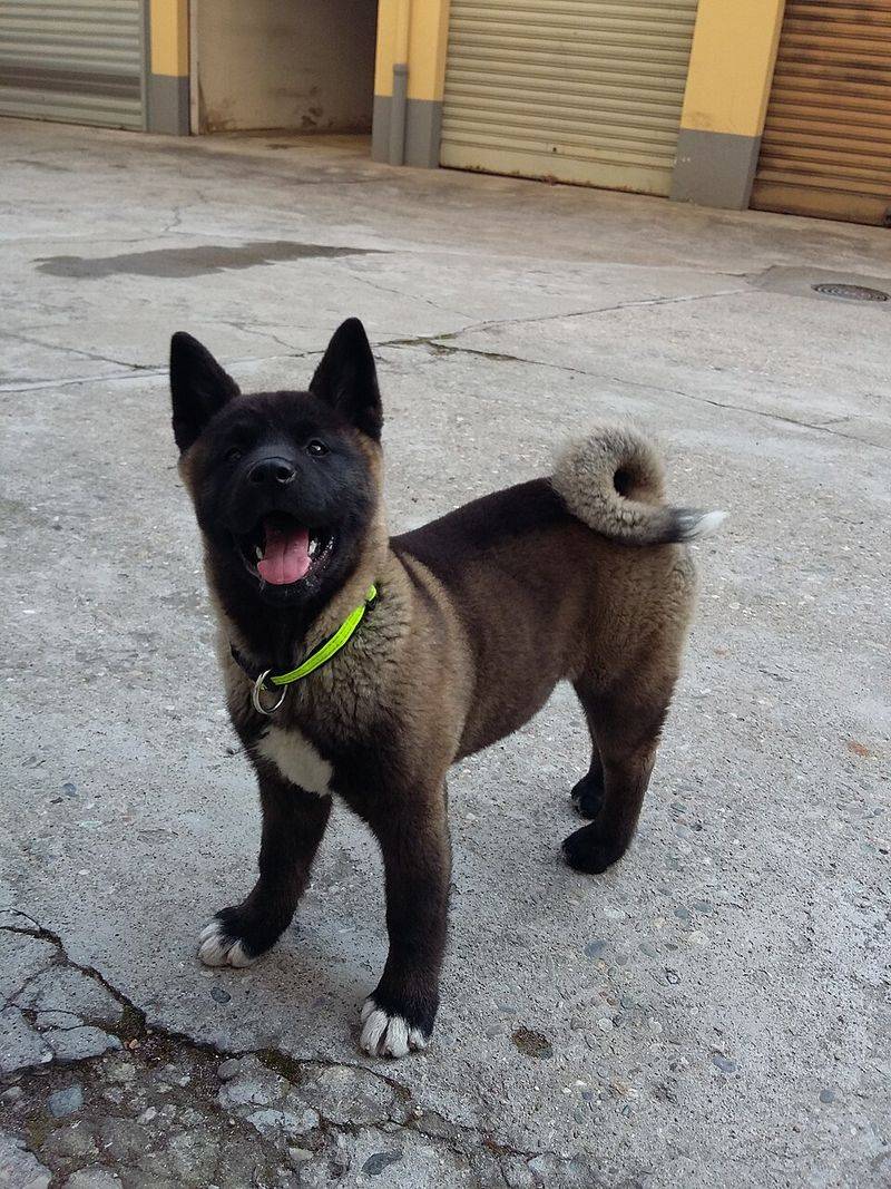 Exercise Needs for This Powerful Working Dog