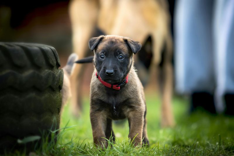 Belgian Malinois