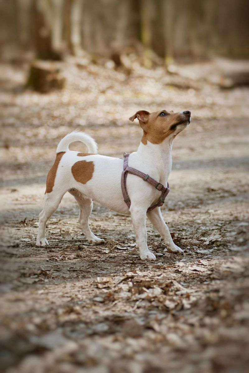 25 Dog Breeds Known for Their Long Lifespans 3 Jack Russell Terrier