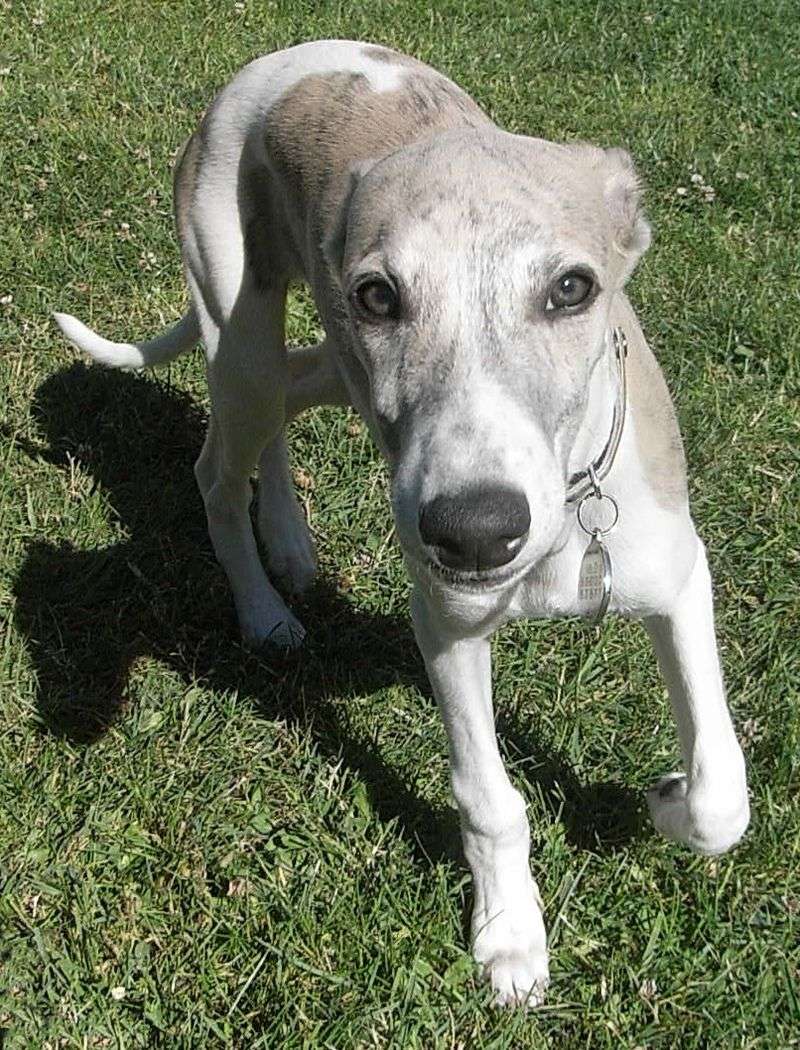 Whippet