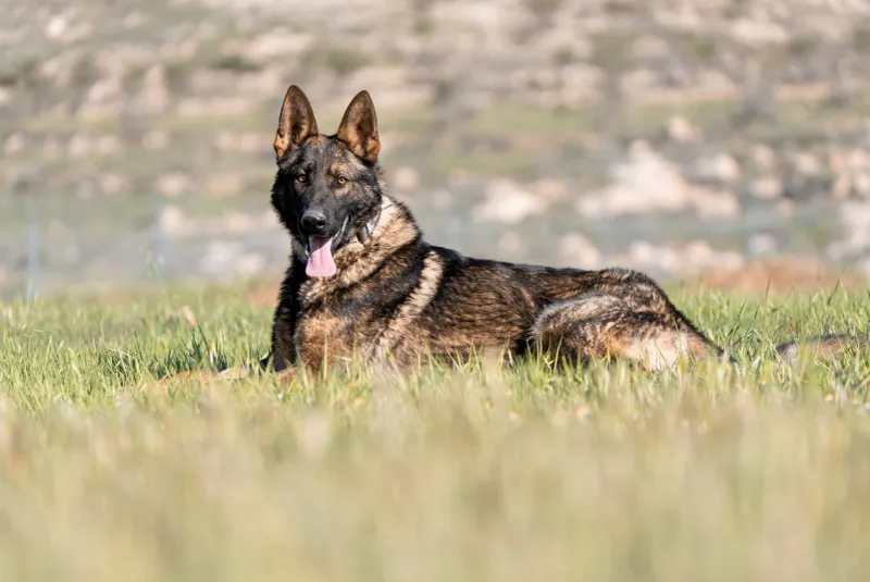 German Shepherd