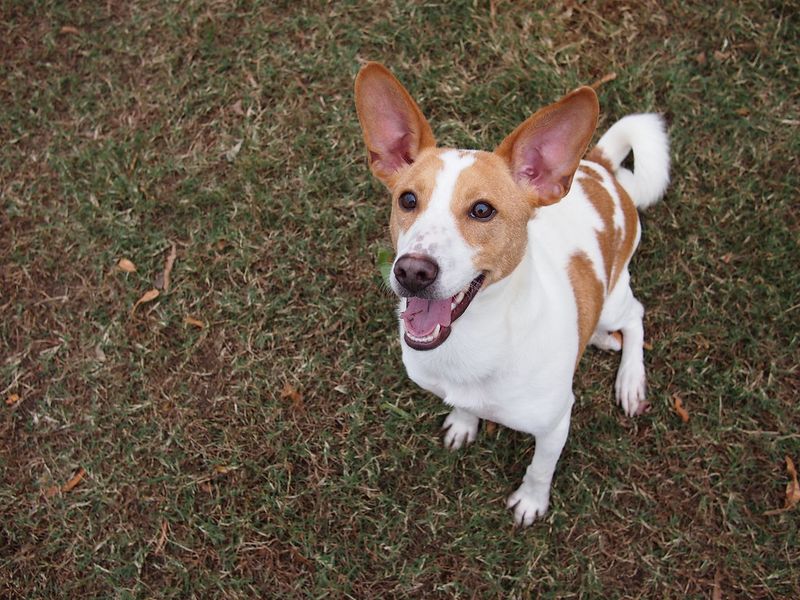 22 Small and Large Dog Breeds That Handle Being Home Alone Well 8 Basenji