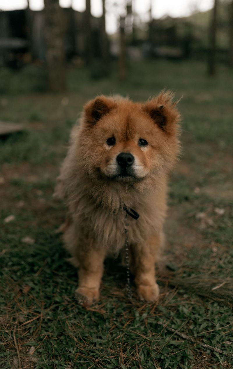 Chow Chow
