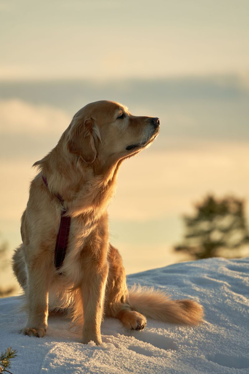 Golden Retriever: Sunshine Needs Company