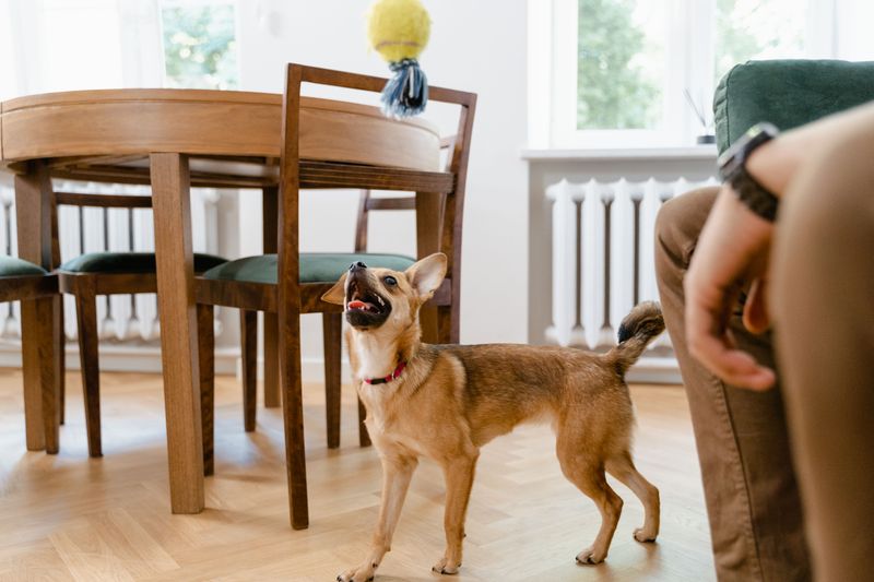 These 12 behaviors may suggest your dog needs more engagement and support 12 Hyperactivity indoors