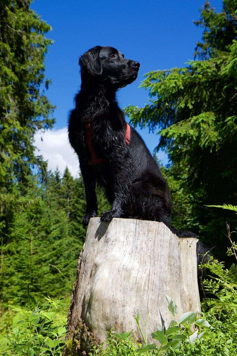 These 10 dog breeds fit naturally into an active - but not exhausting - lifestyle 8 Flat-Coated Retriever