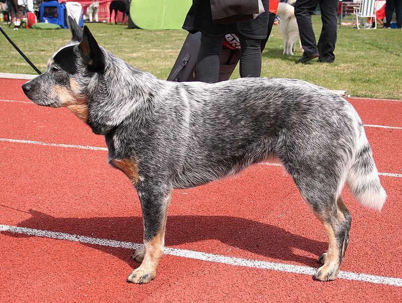 These 13 dog breeds often thrive when life follows a familiar rhythm 10 Australian Cattle Dog