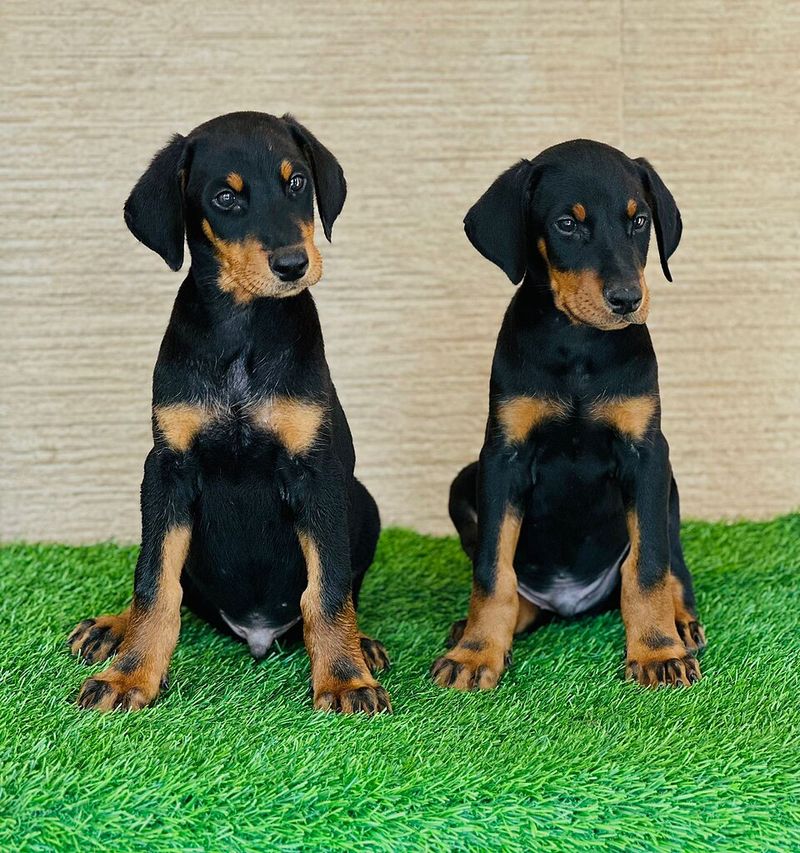 From cuddly puppies to powerful adults - These 12 breeds make a dramatic transformation 5 Doberman Pinscher