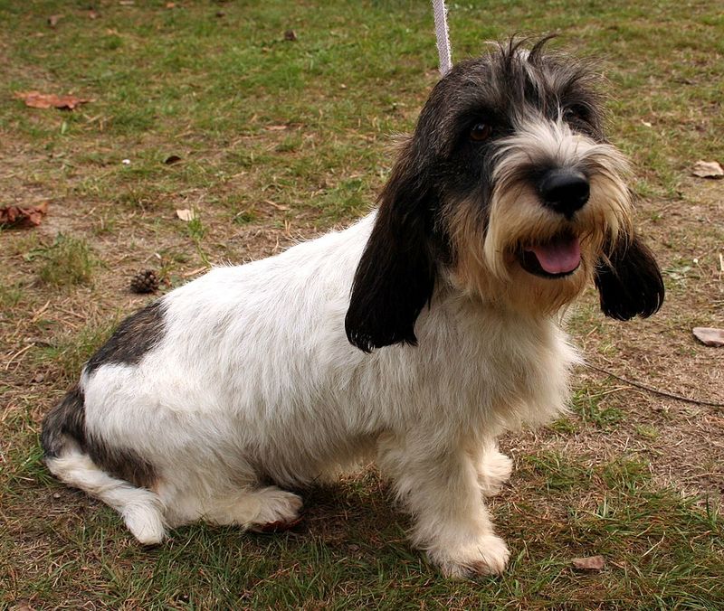 12 Cute Dog Breeds Beloved for Their Iconic Long, Floppy Ears 12 Petit Basset Griffon Vendéen