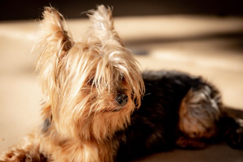 Count how many rooms you can enter alone after bringing home one of these dogs 7 Yorkshire Terrier