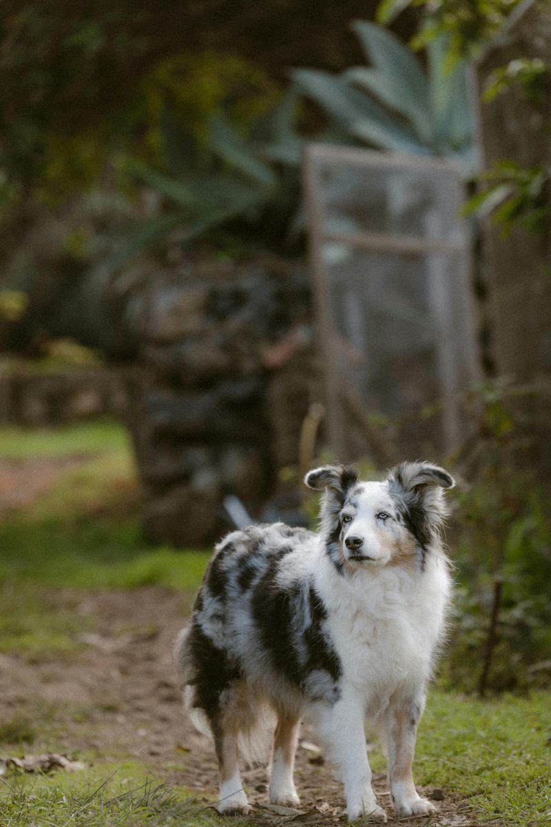 15 Dog Breeds That Are Dominating America’s Popularity Charts Right Now 13 Australian Shepherd