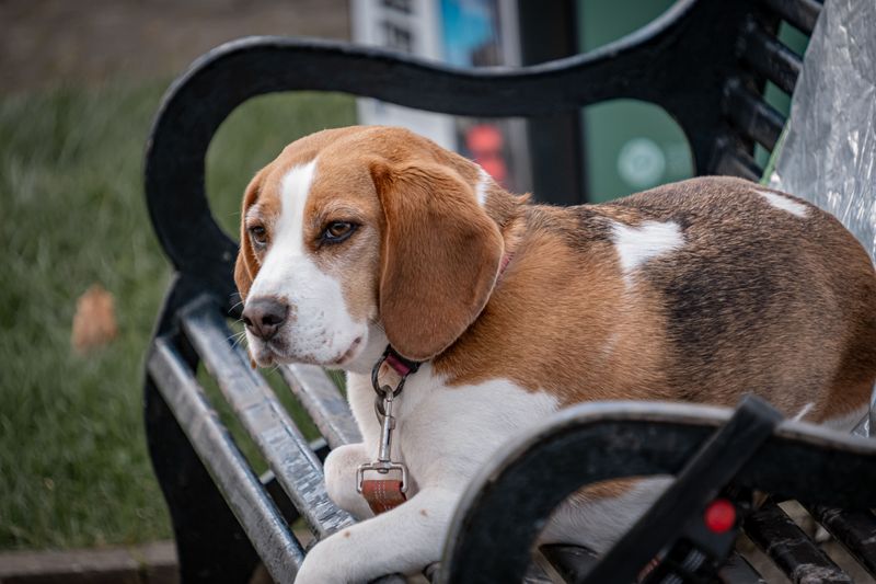 Beagle flips to full-time sleuth