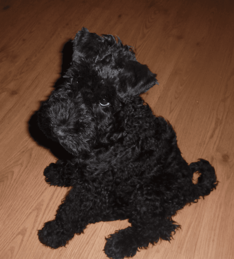Think you know how your puppy will look? These 10 breeds may surprise you 8 Kerry Blue Terrier