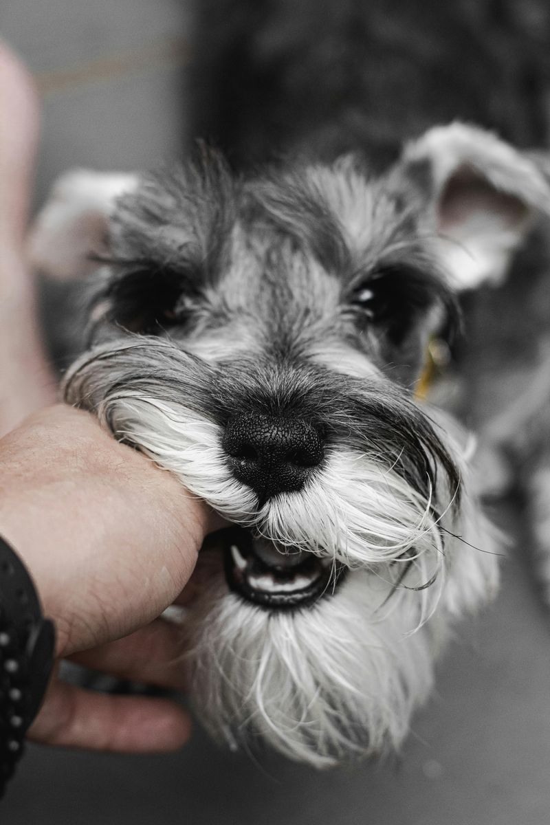 25 Dog Breeds with the Biggest and Most Expressive Personalities 11 Miniature Schnauzer