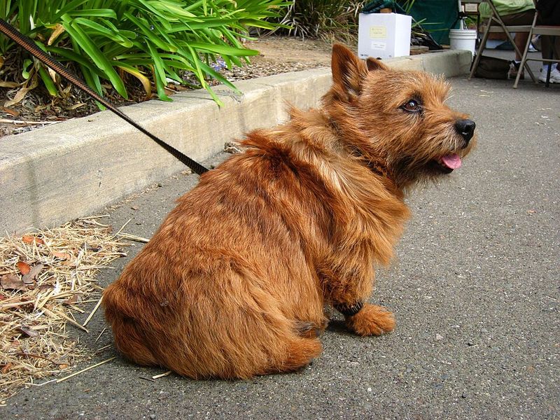 Norwich Terrier