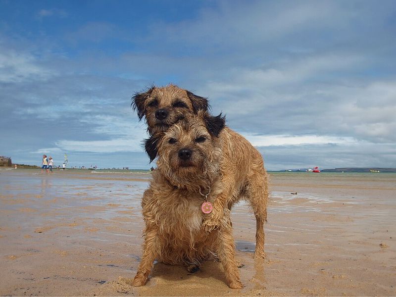 11 fearless small dog breeds with personalities much bigger than their size - plus 3 calmer little companions 12 Border Terrier