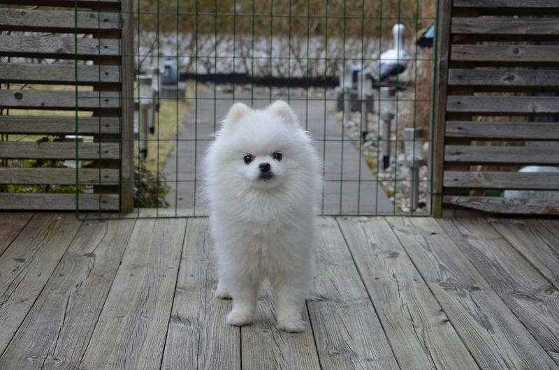 Pomeranian