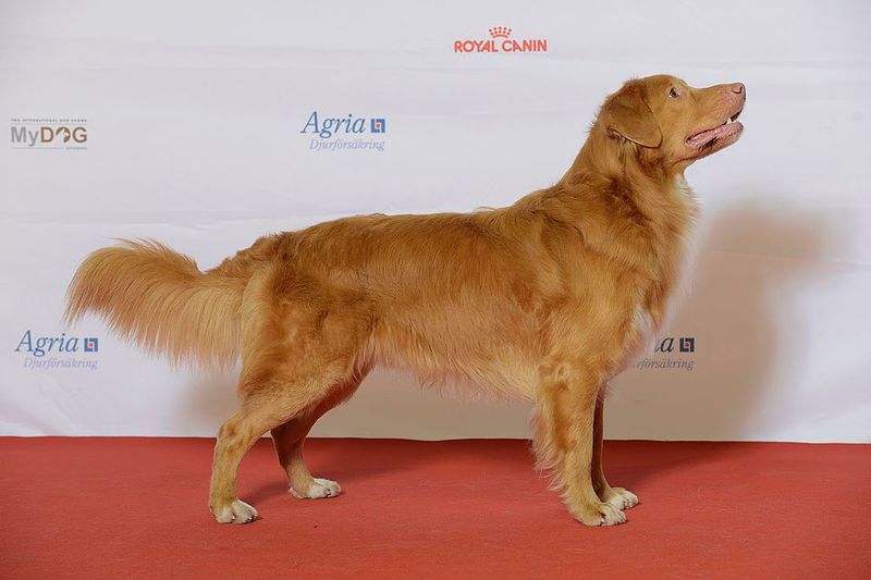 Nova Scotia Duck Tolling Retriever
