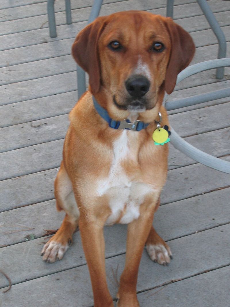 Redbone Coonhound