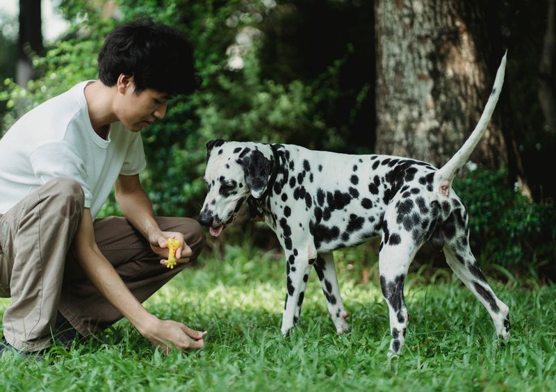 Dalmatian