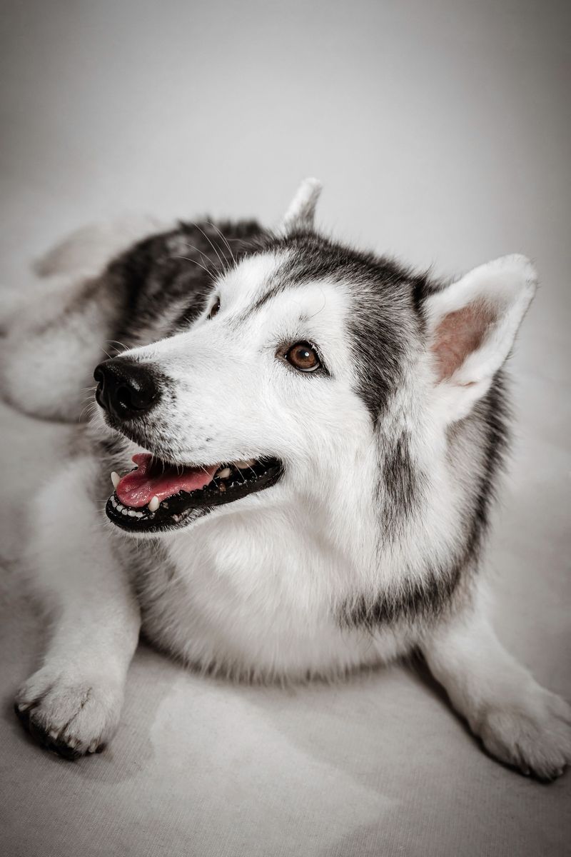 Think your dog is just being playful? These 13 breeds may be following an old instinct 11 Siberian Husky