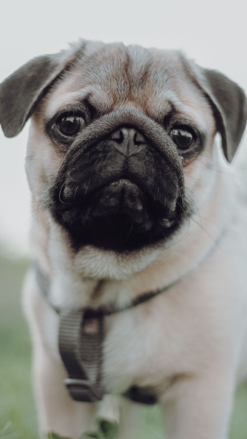 If your dog thinks every new person deserves a celebration, one of these breeds may explain everything 12 Pug